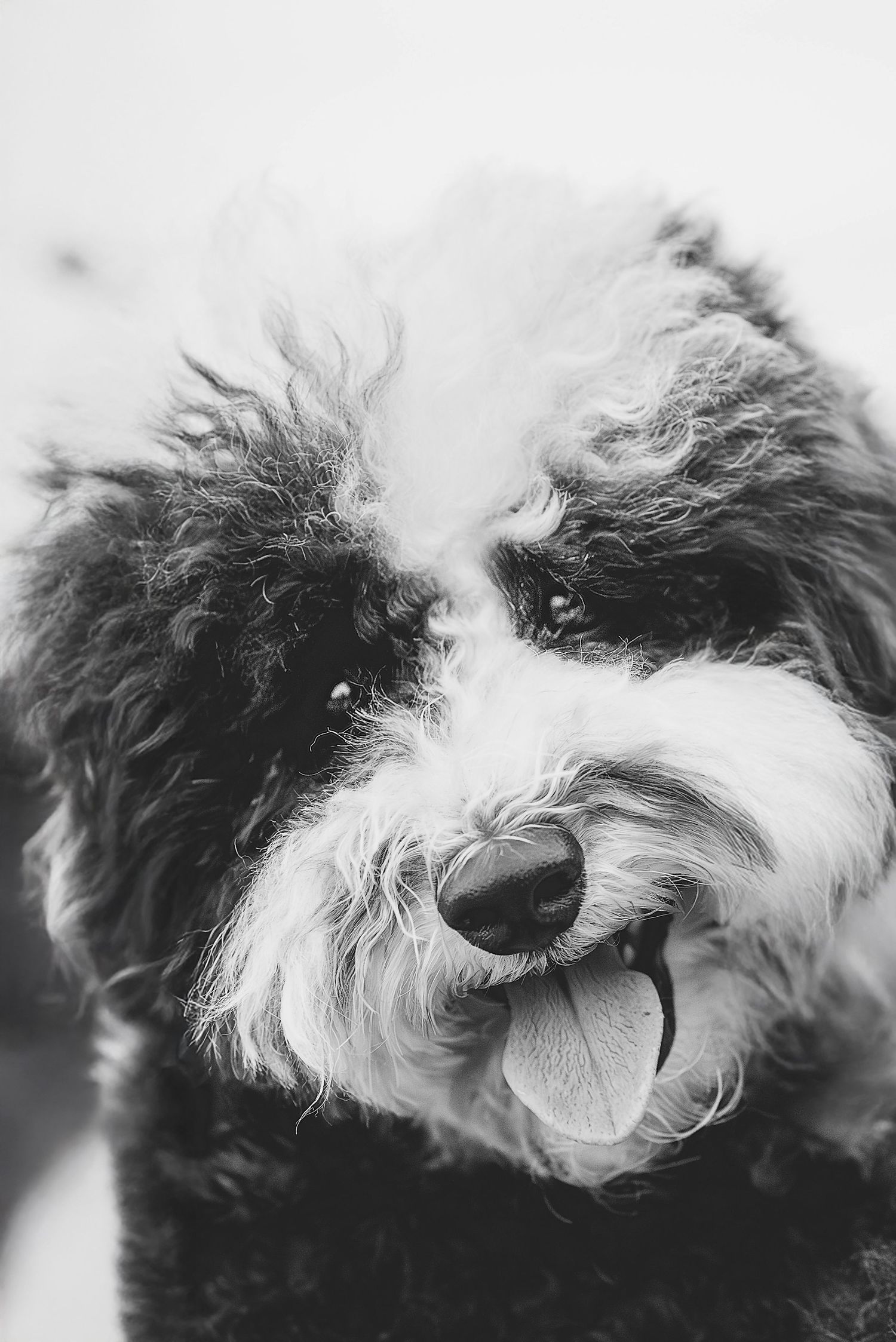 A black and white close-up photo series of a shaggy dog's face showing different angles and expressions.