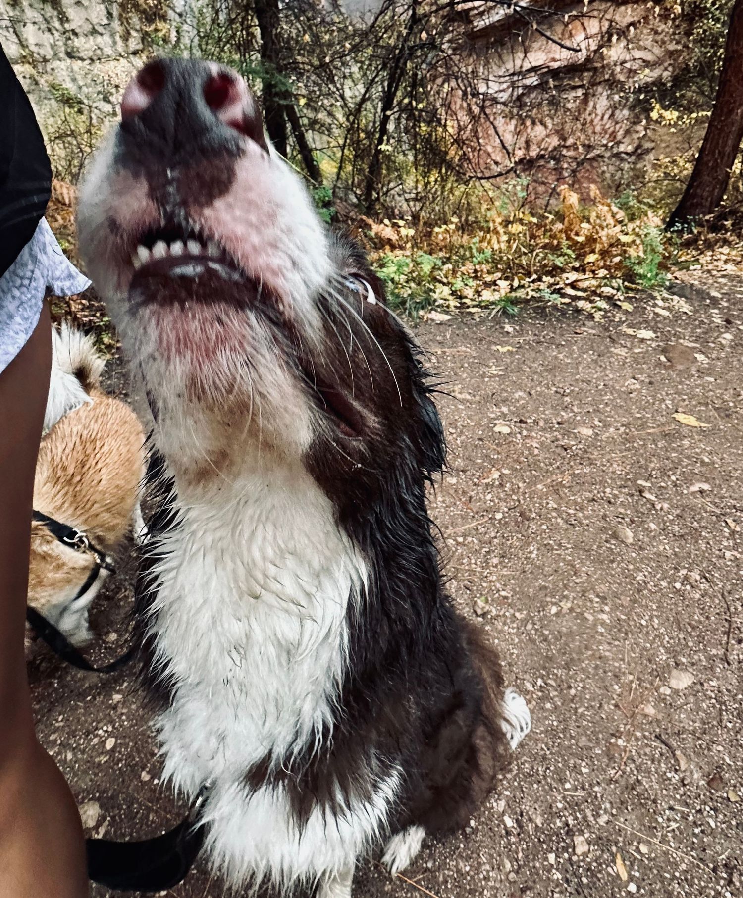 Silly Dog