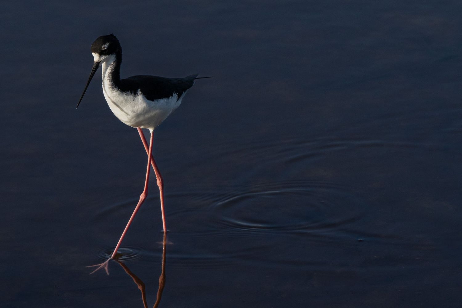 A Hawaiian black-necked stilt (or ae'o) walks in water, its long pink legs leaving ripples behind it. Photo by Jessica Rix. #wacc:wild
