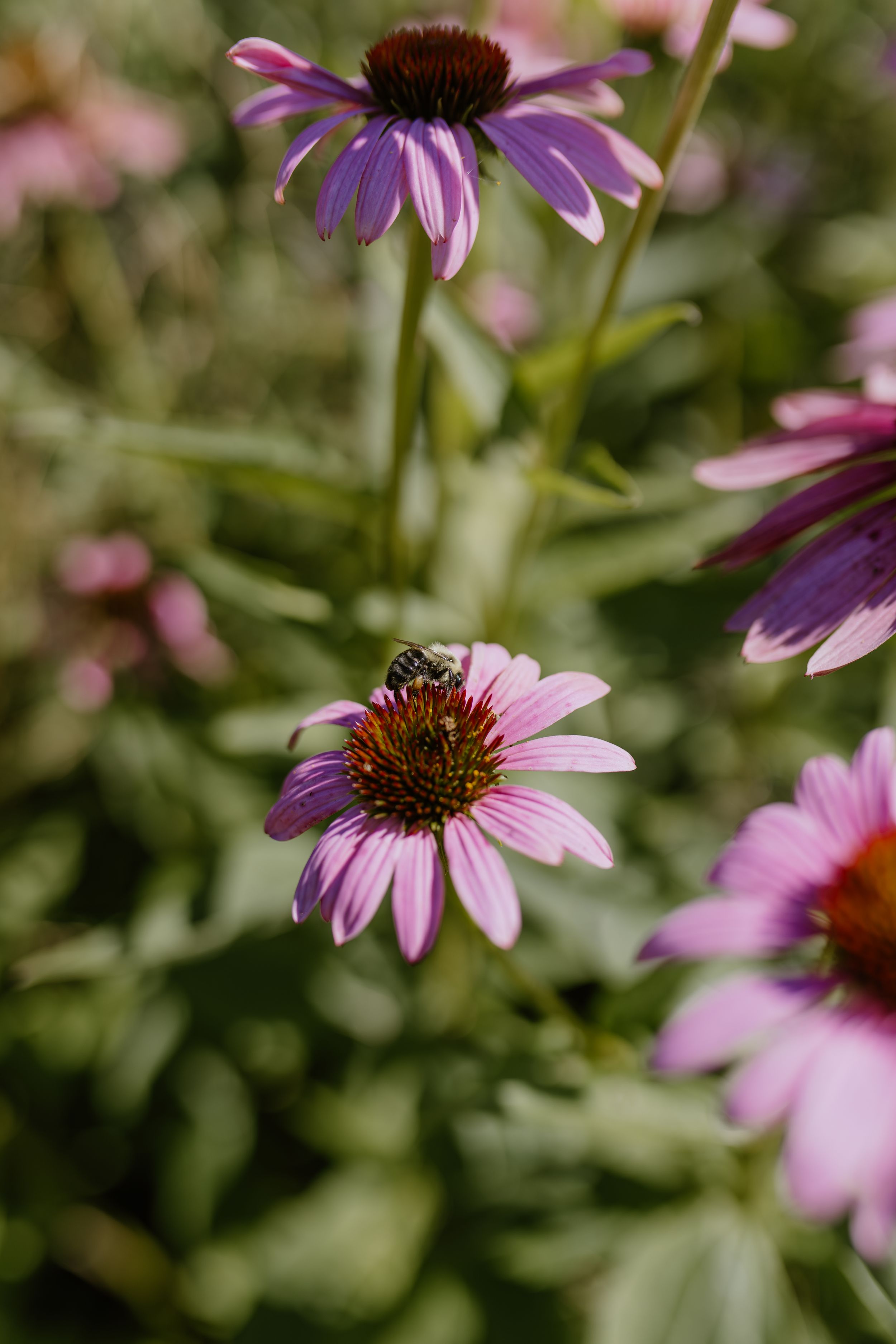 Tangeld Garden, Grand Pre, Nova Scotia, Engagement Session, Halifax Photographer, Wolfville Photographer, Elopement Photographer, Canada