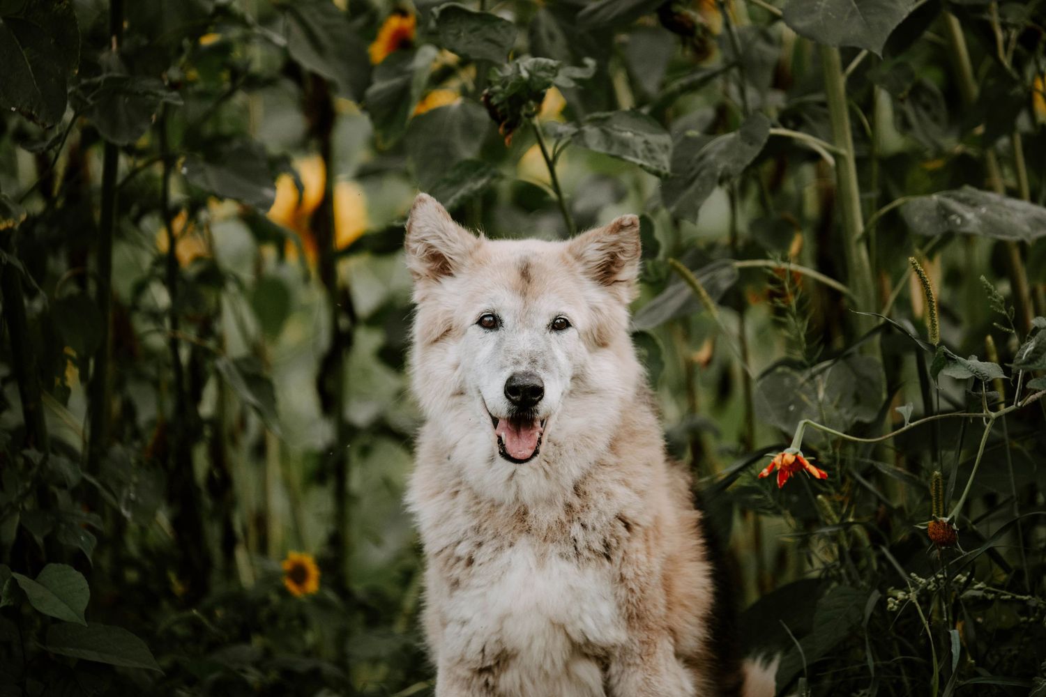 White fluffy dog with happy expression photographed among orange trees in garden setting.