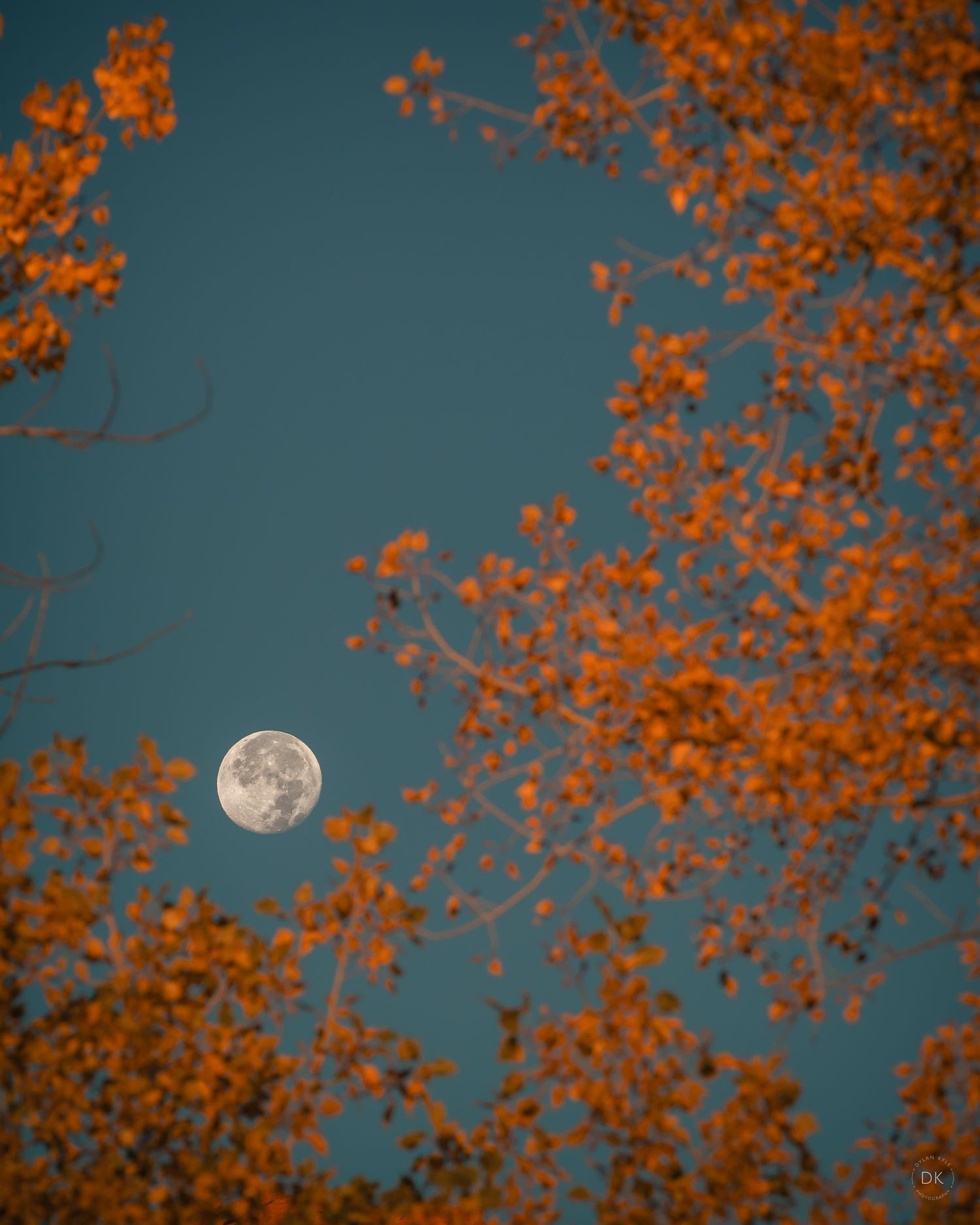 Full moon glowing in dark blue sky framed by autumn tree branches with vibrant orange leaves.