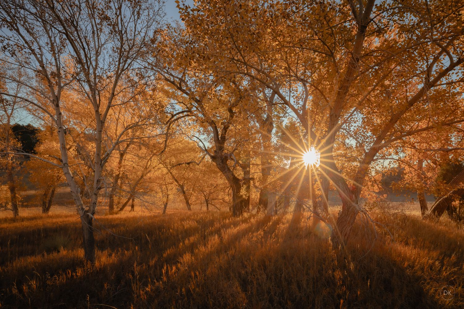 Golden sunburst shines through autumn trees casting long shadows across a misty meadow at sunset.