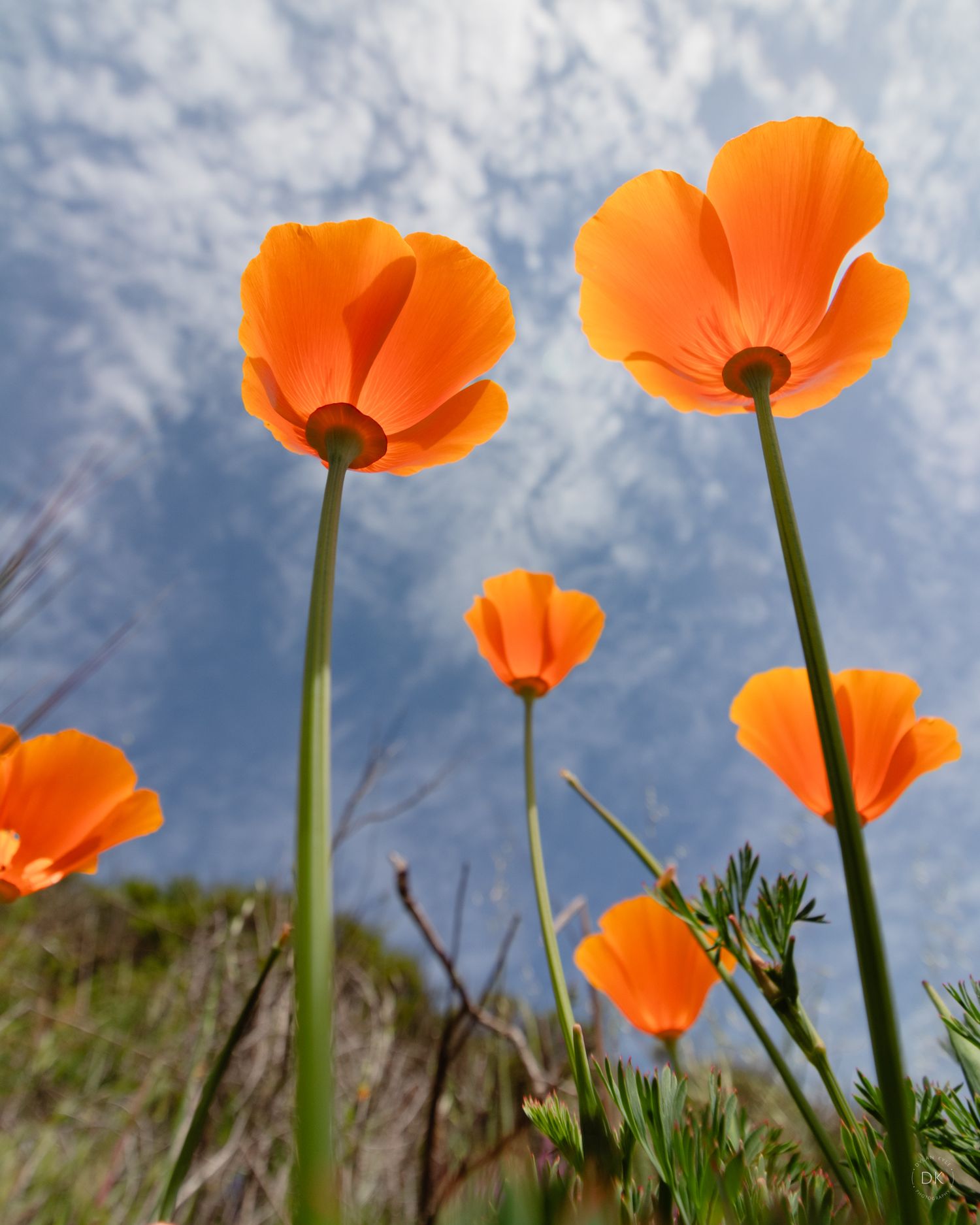 Vibrant orange California poppies reaching towards a cloudy blue sky, photographed from a low angle.