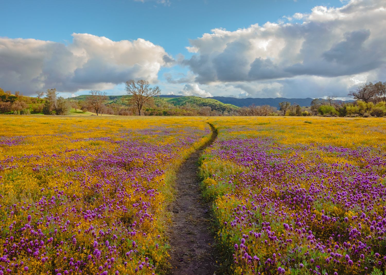 A winding dirt trail cuts through vibrant yellow and purple wildflowers blooming in a meadow under dramatic cloudy skies. Shell Creek Road.