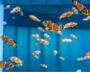 School of bright orange and white clownfish swimming together in blue aquarium water.