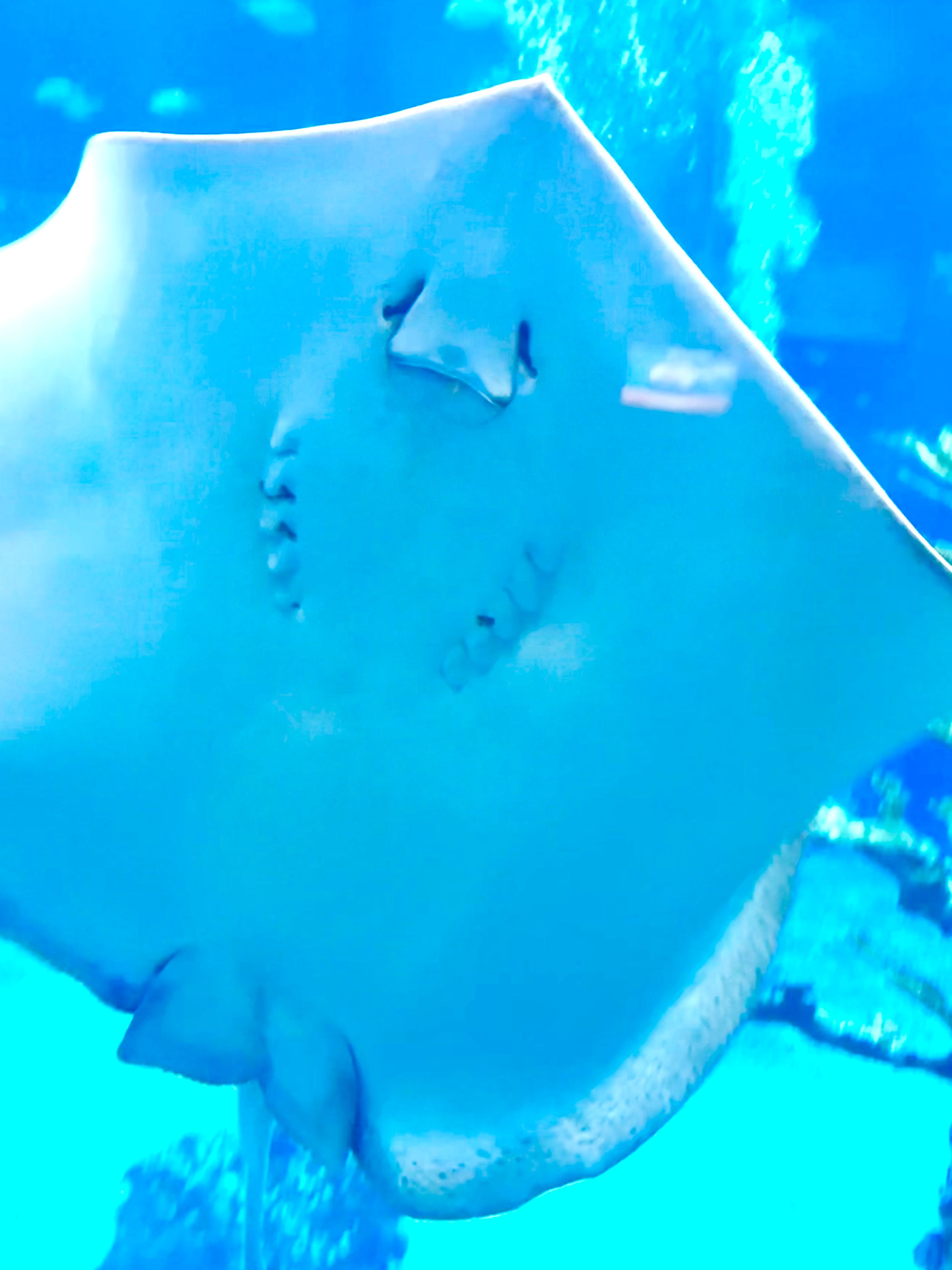 Close-up view of a white stingray swimming in bright blue aquarium waters.
