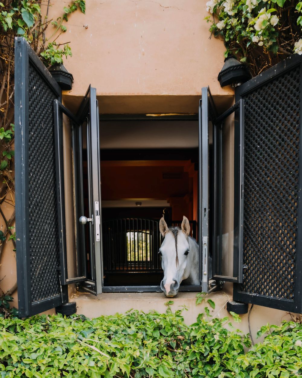 A white horse peers curiously through an open Dutch door in a stable surrounded by green climbing vines.