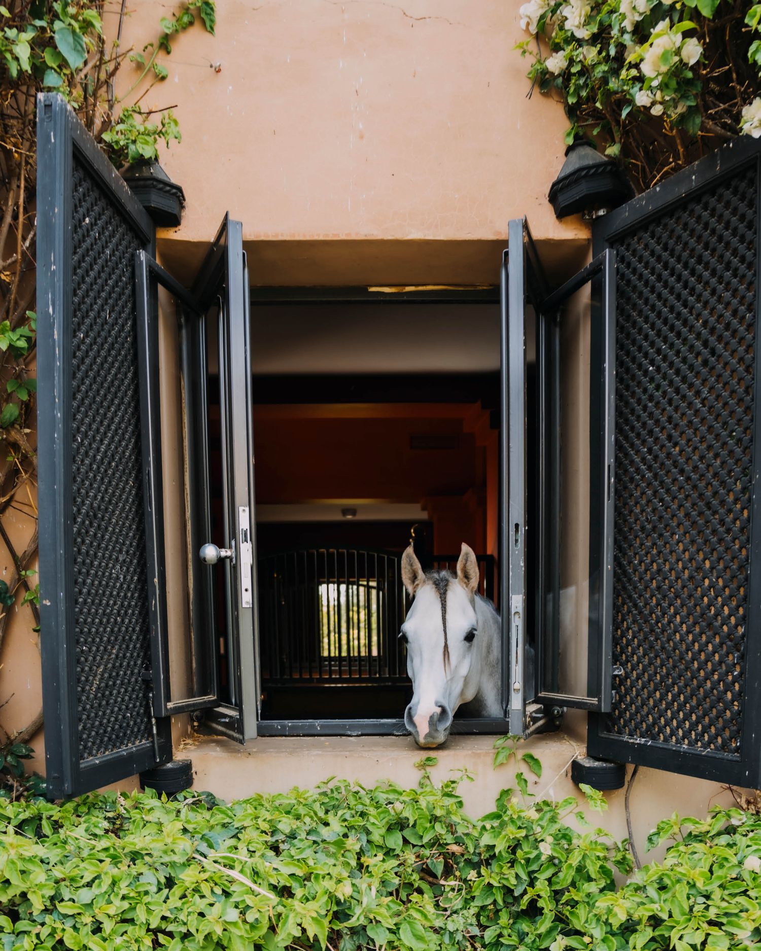 A white horse peers curiously through an open Dutch door in a stable surrounded by green climbing vines.