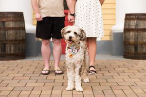 A close up photo of a dog, wearing a cute bandana, celebrating her parent's engagement. Photo taken at the Fort Langley Community Hall.