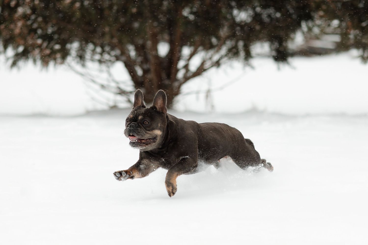 French Bulldog running through snowy landscape with evergreen tree in background.