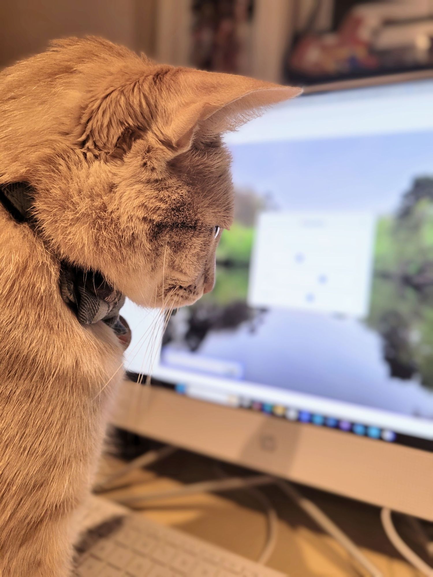 Max the Cat my editor