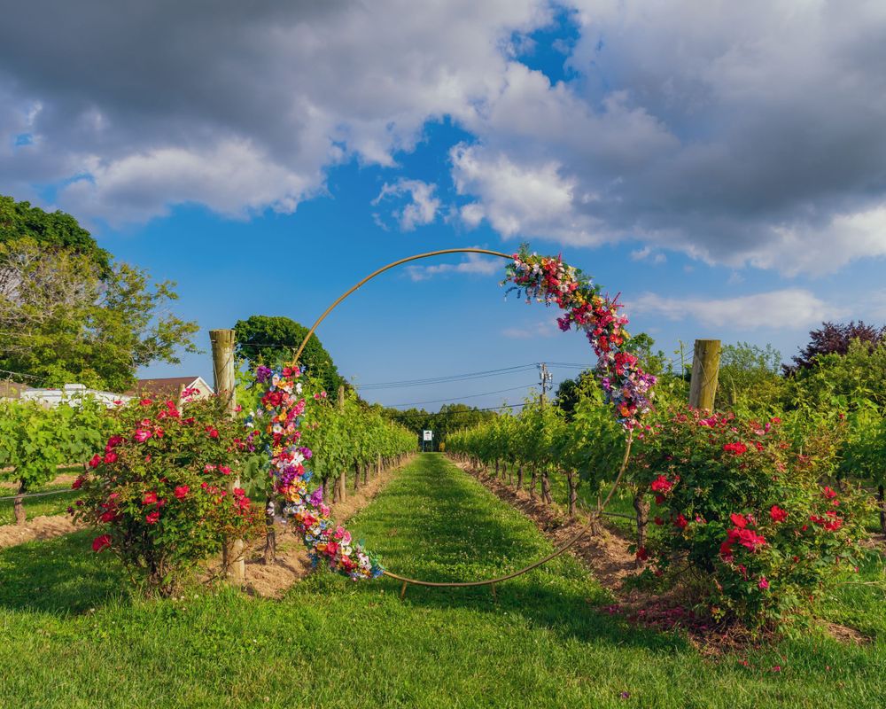 A curved archway covered in pink climbing roses leads down a grassy garden path under blue skies with puffy clouds.