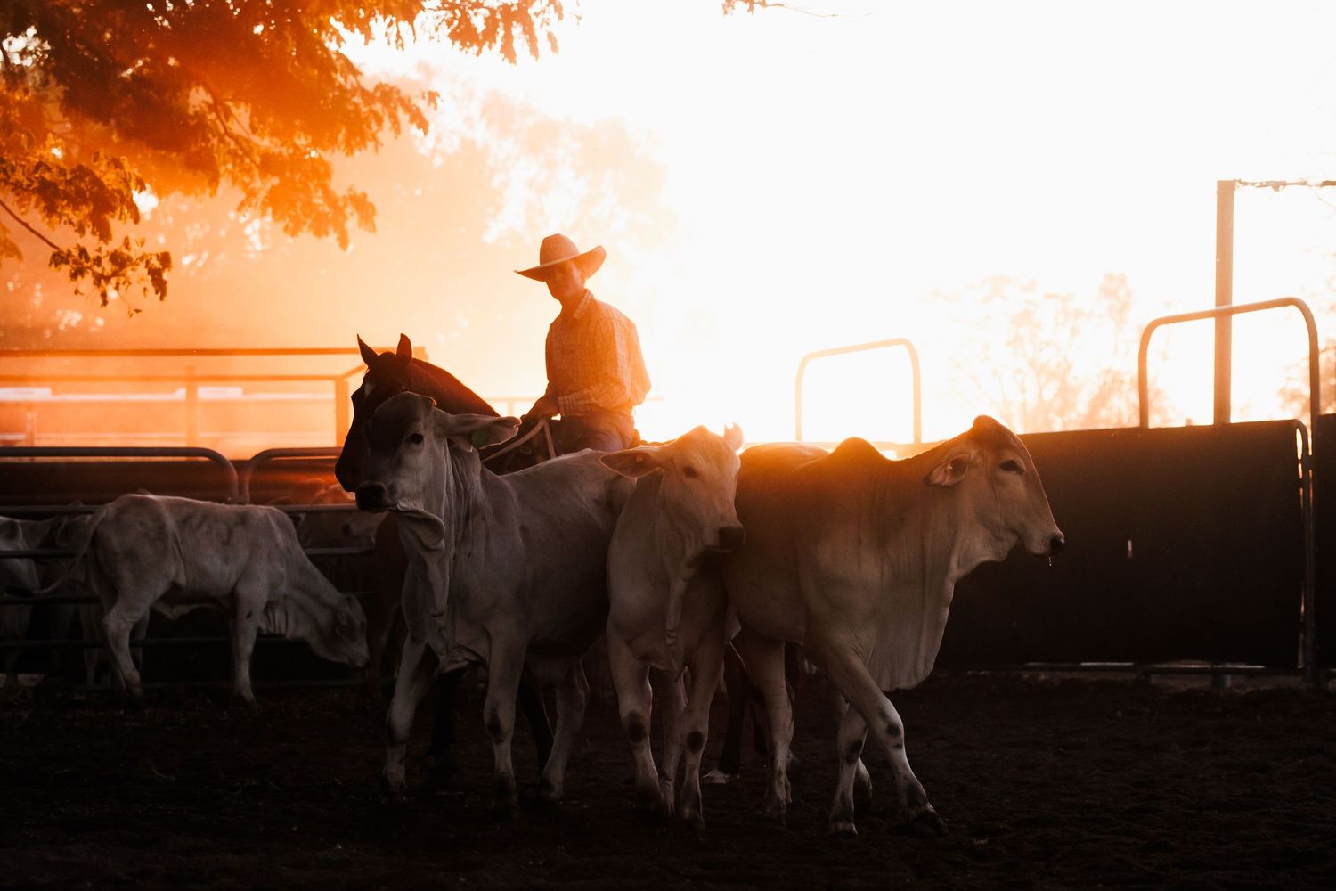 Silhouetted rancher on horseback herding cattle at sunset against an orange sky.