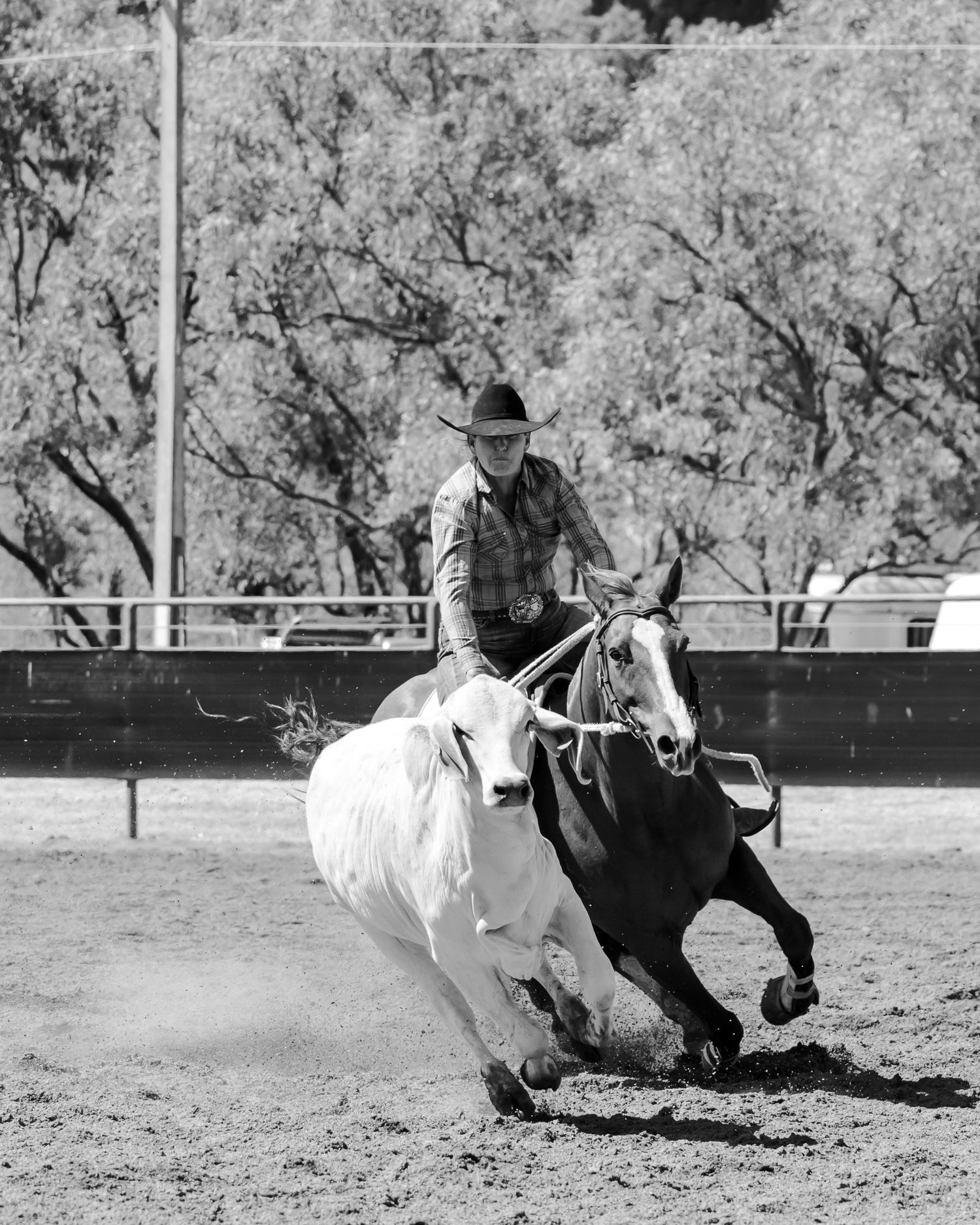 Action shot of a horse and rider chasing a black and white steer in a rodeo arena.