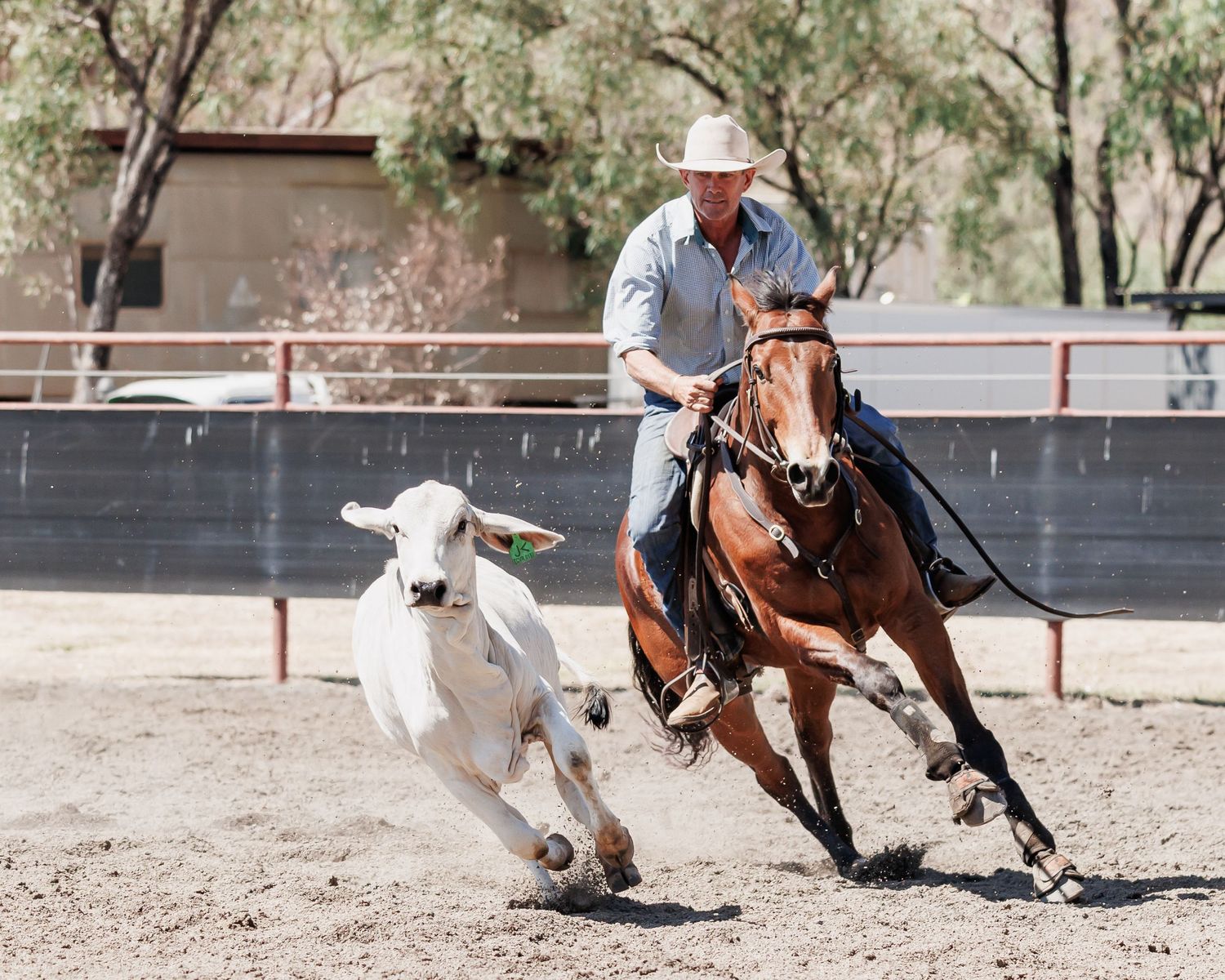 Mounted rider chasing white calf during western rodeo competition.