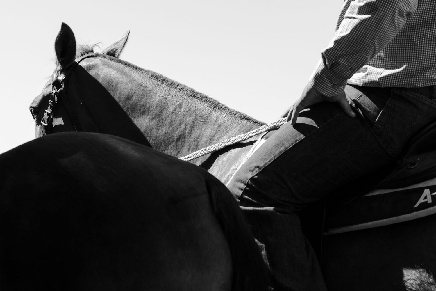 Close-up black and white profile shot of a horse and rider in western tack.