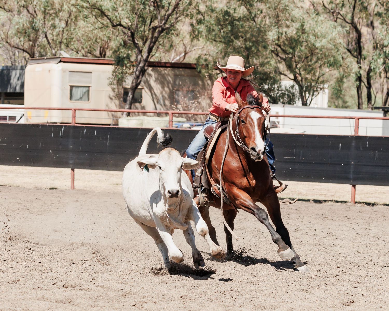 Horse and rider pursuing white steer in rodeo arena during competition.