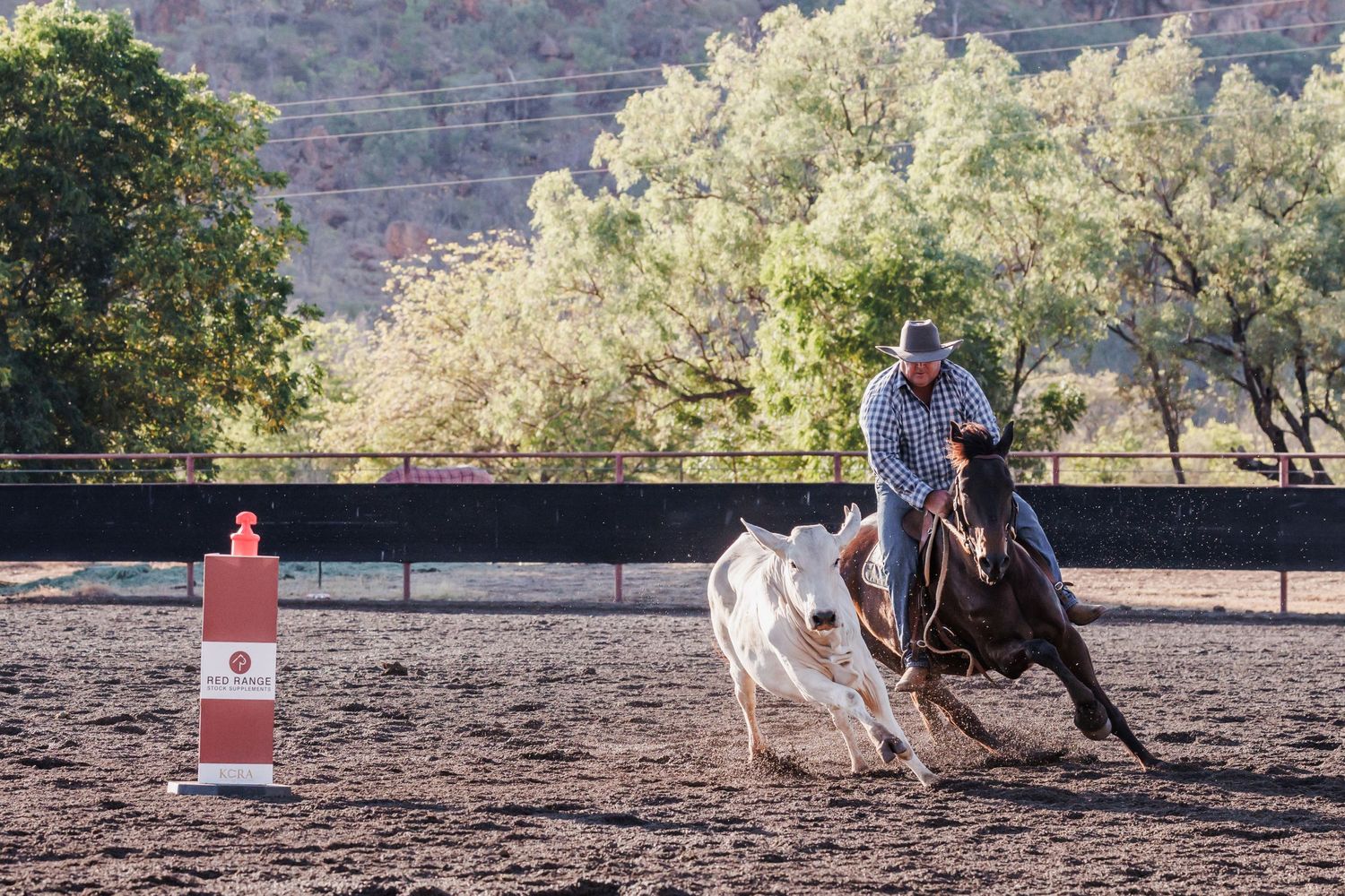 A horse and rider chase a calf around a barrel in a dusty arena.