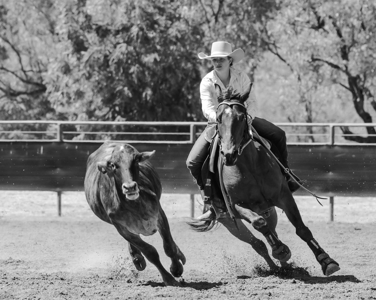 A black and white action shot of horse and rider chasing a calf in rodeo arena.