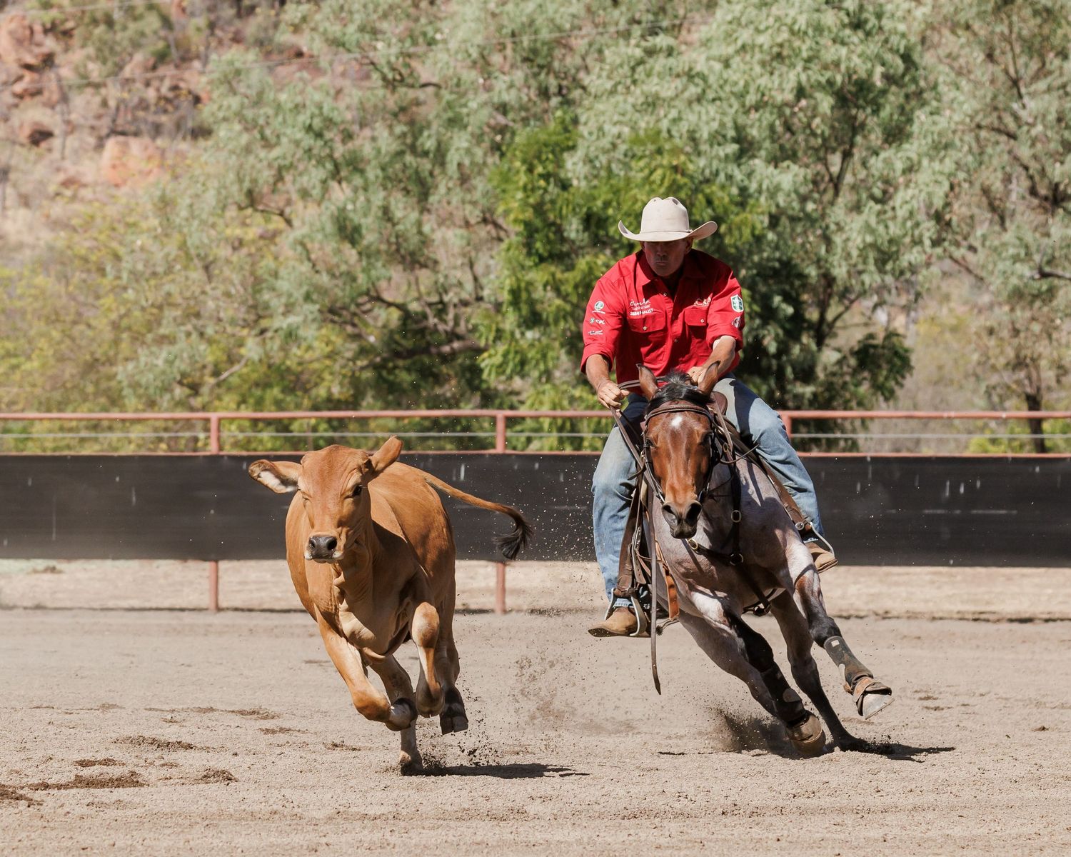 A cowboy in red pursues a running calf during a rodeo competition.