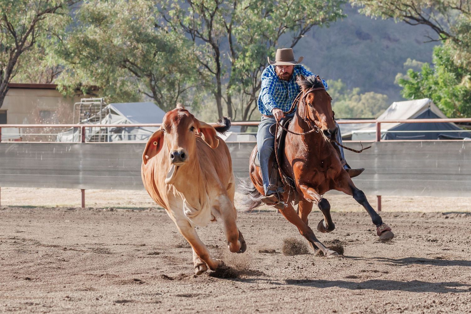 Horse and rider chase cattle during fast-paced campdrafting competition.