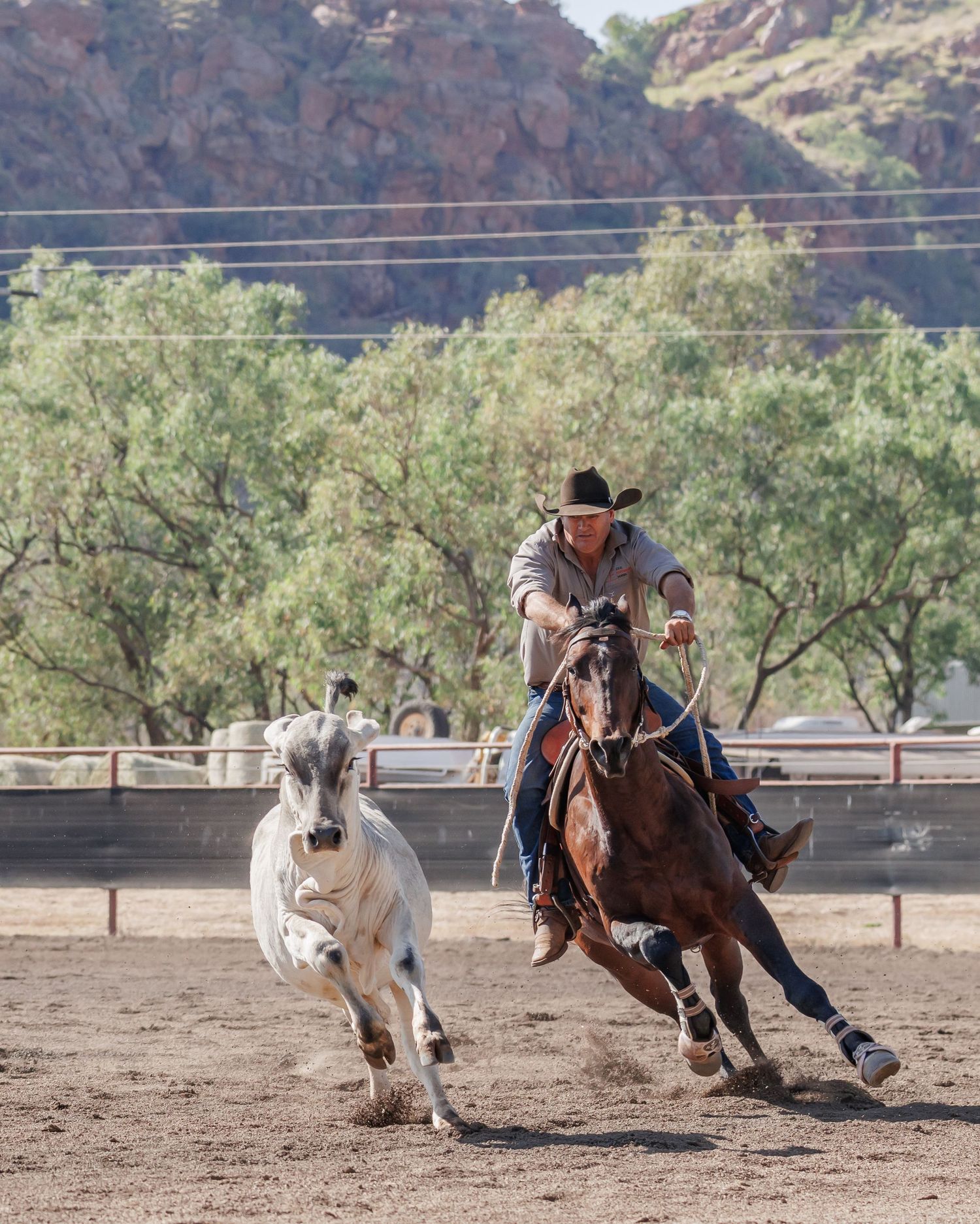 Rider chases white cattle on horseback during intense campdrafting competition.
