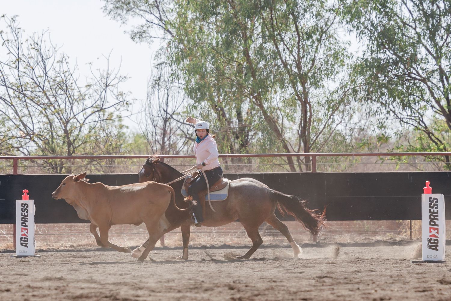 Rider pursues cattle through arena during competitive campdrafting event.