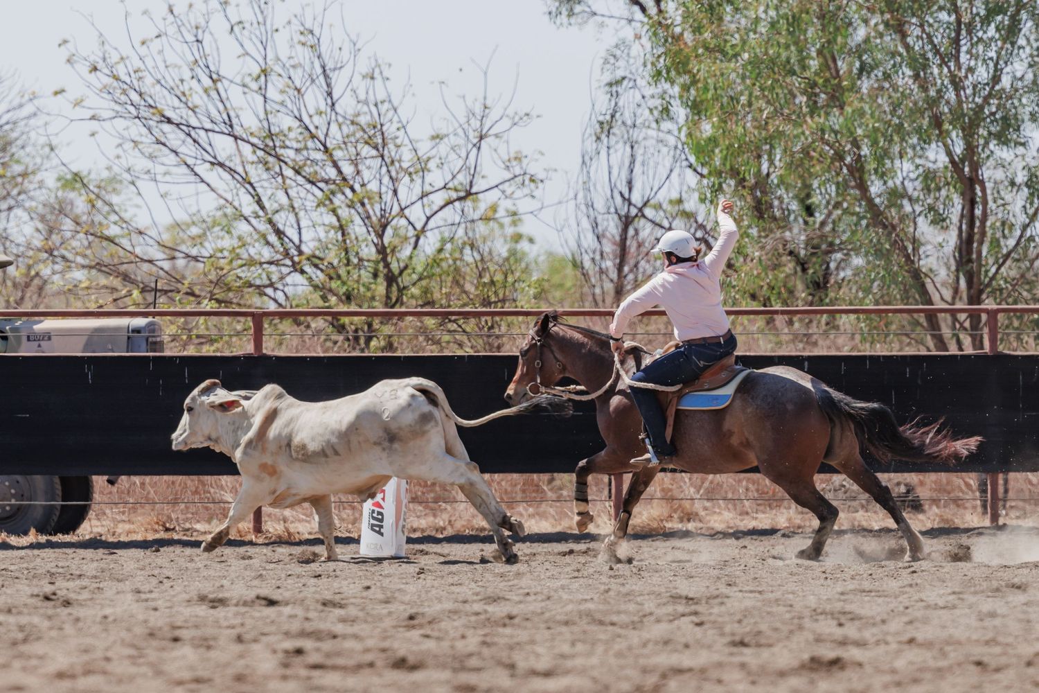Horse rider chases white cattle in dusty arena during campdrafting event.