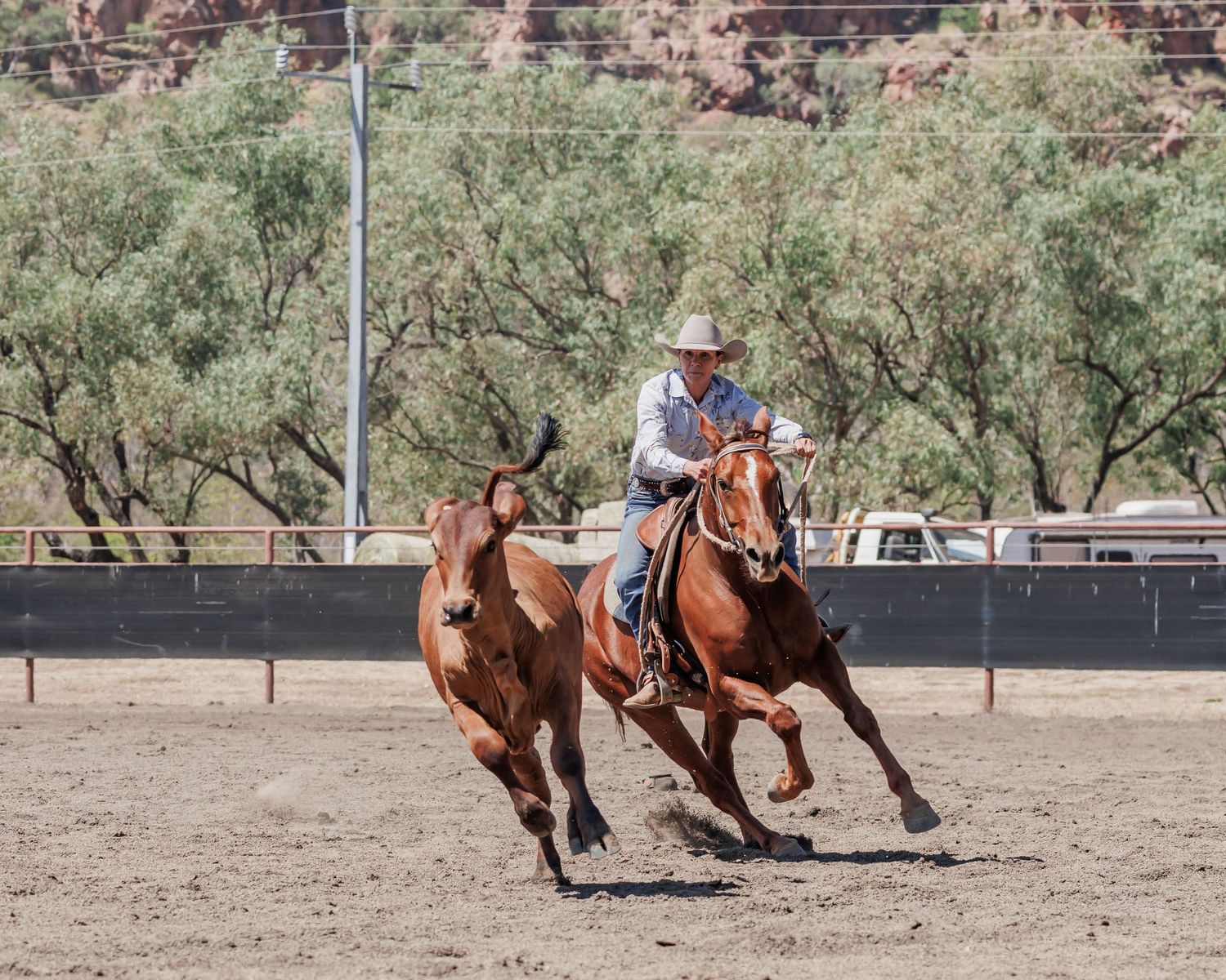 Rider pursues brown cattle at high speed during competitive campdrafting event.