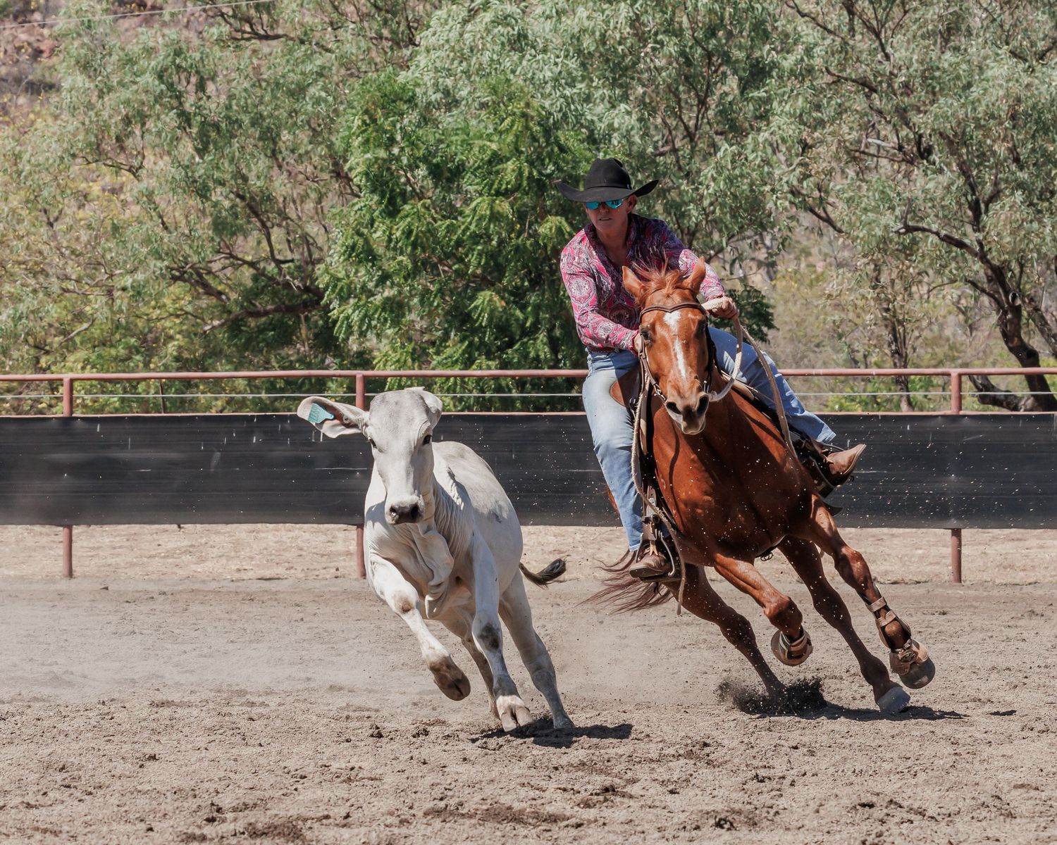 A rider chases after a white calf during a western riding competition.