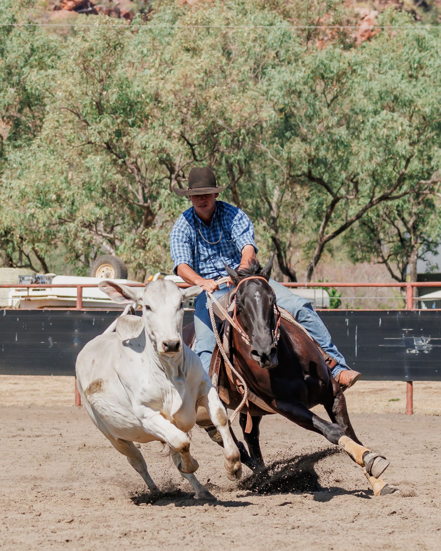 Skilled rider on horseback pursues white cattle during intense campdrafting competition.