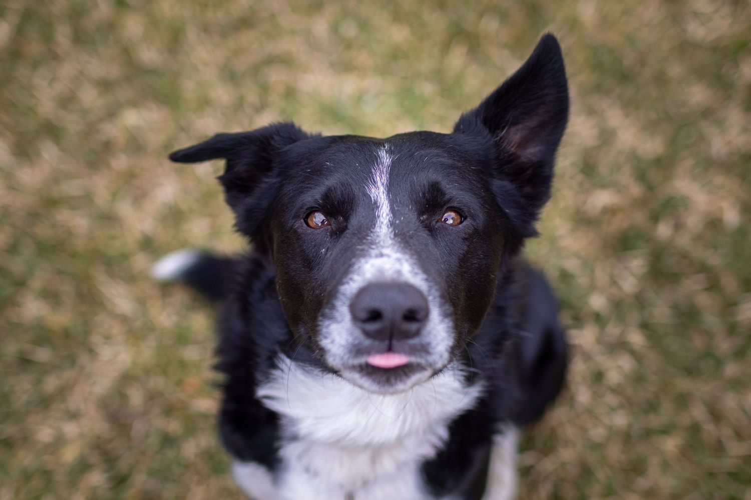 Close up portrait of black and white border collie mix dog with joyful expression.