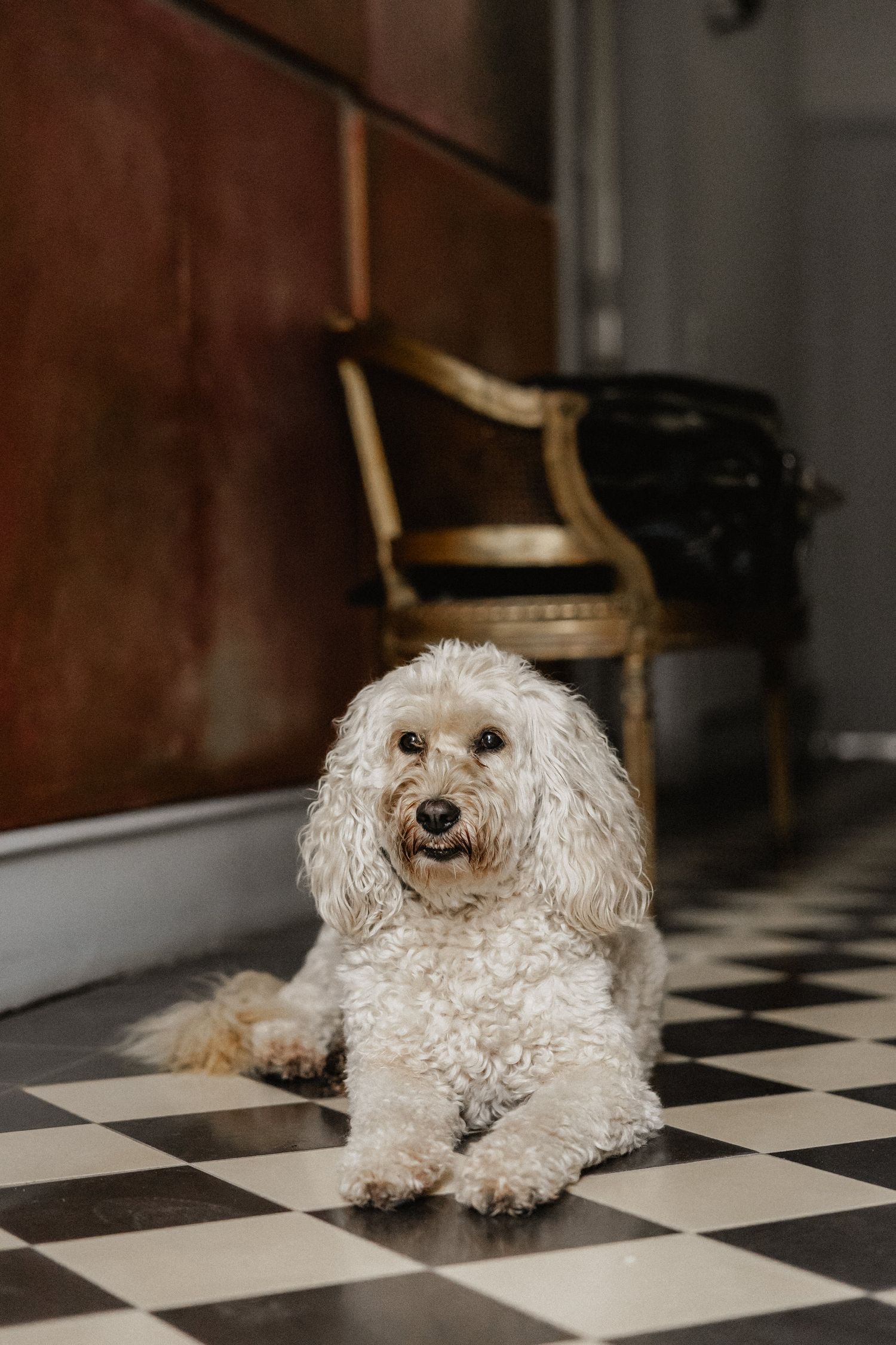 A fluffy white dog lies on a black and white checkered floor in a series of similar poses.