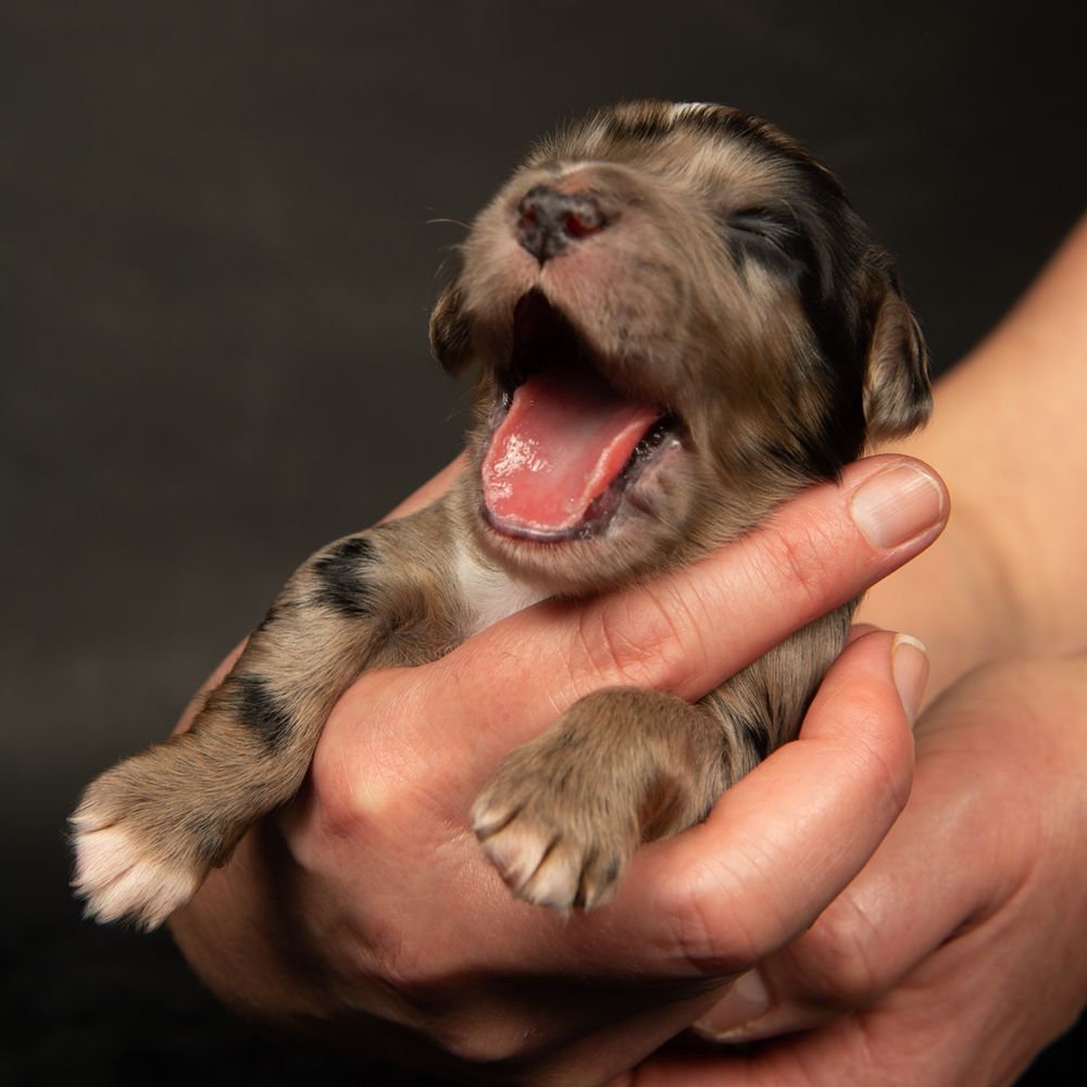 puppy dog photographer southampton hampshire near me