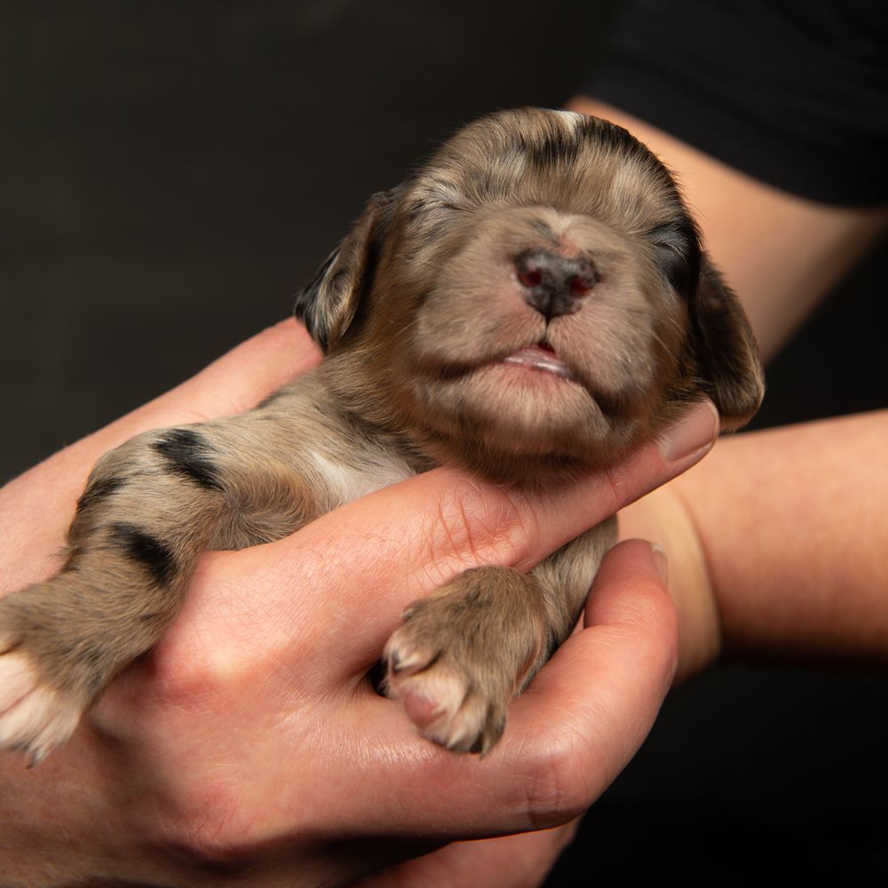 New born puppy photography-southampton-hampshire