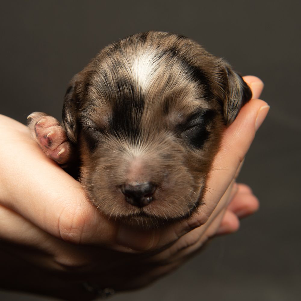 puppy dog photography southampton hampshire