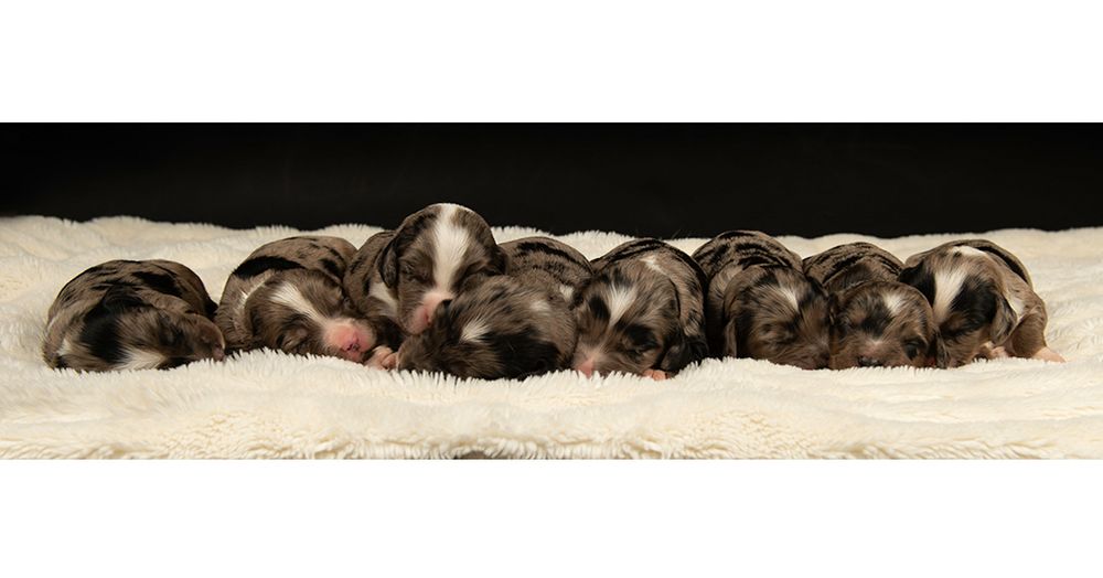 puppy dog photography- near me southampton-hampshire