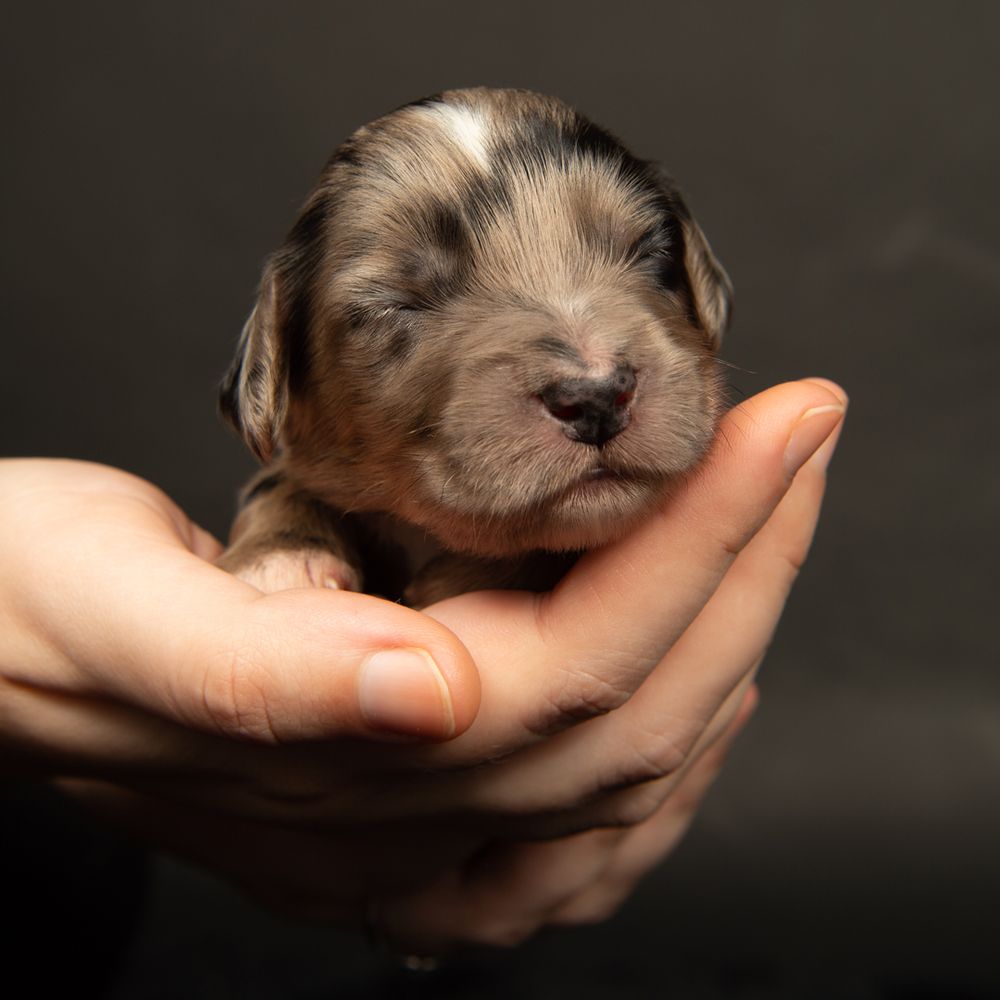 puppy dog photographer- near me southampton-hampshire