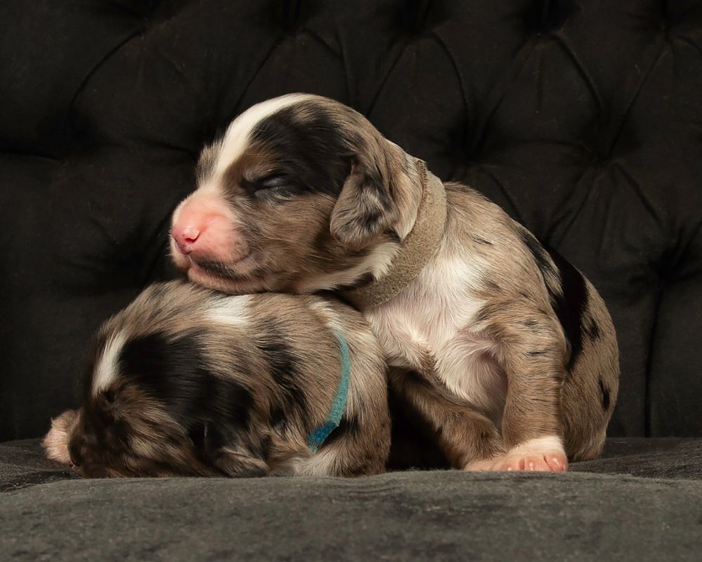 Dog photography southampton hampshire