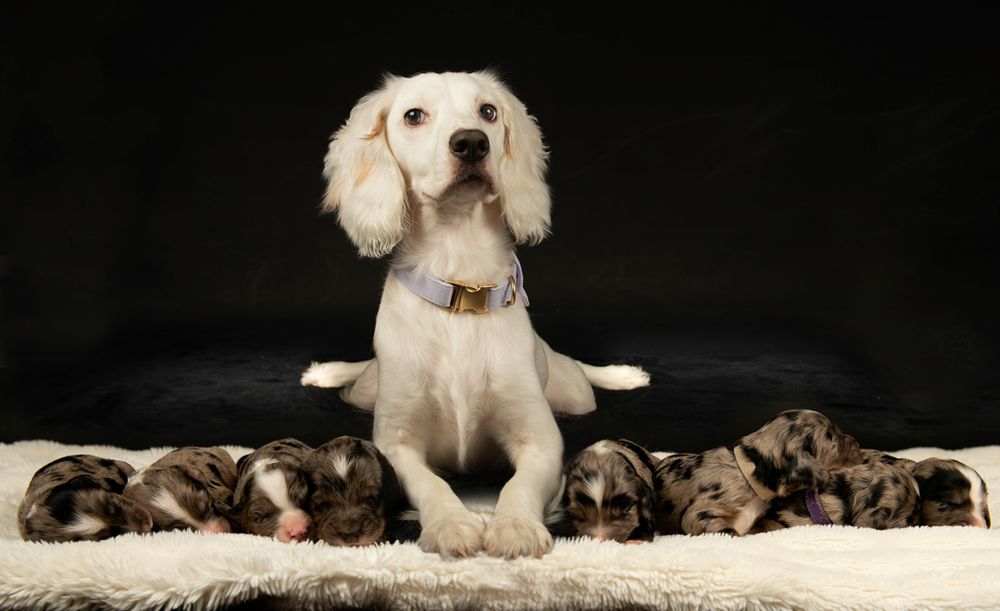 Local puppy dog photography-southampton-hampshire near me