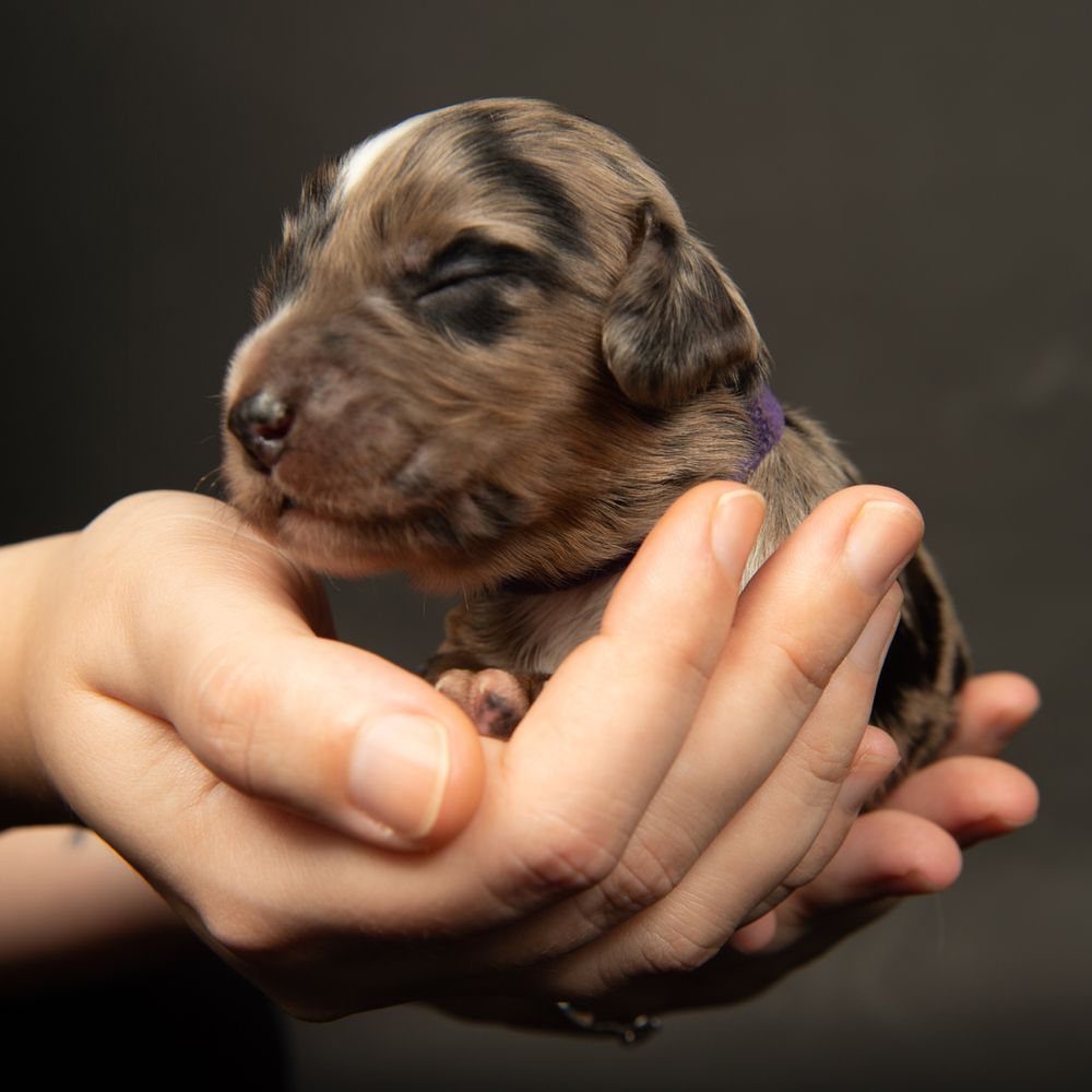 New born puppy photographer near me Southampton