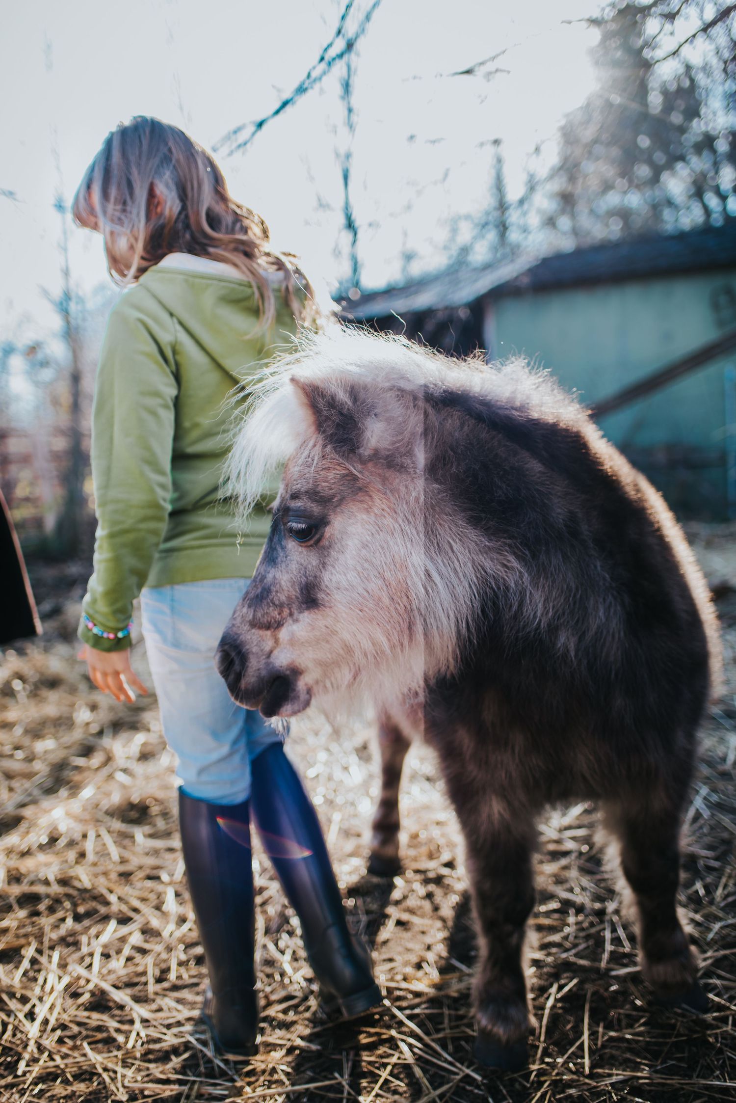 A young girl stands beside a brown mini horse.