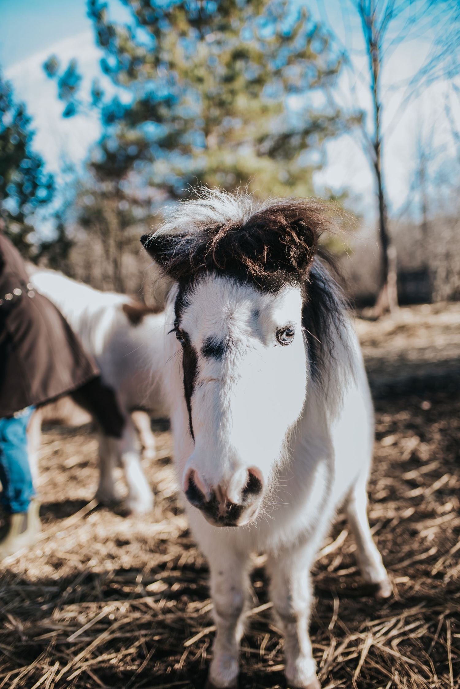 A white mini horse with blue eyes looks at the camera.