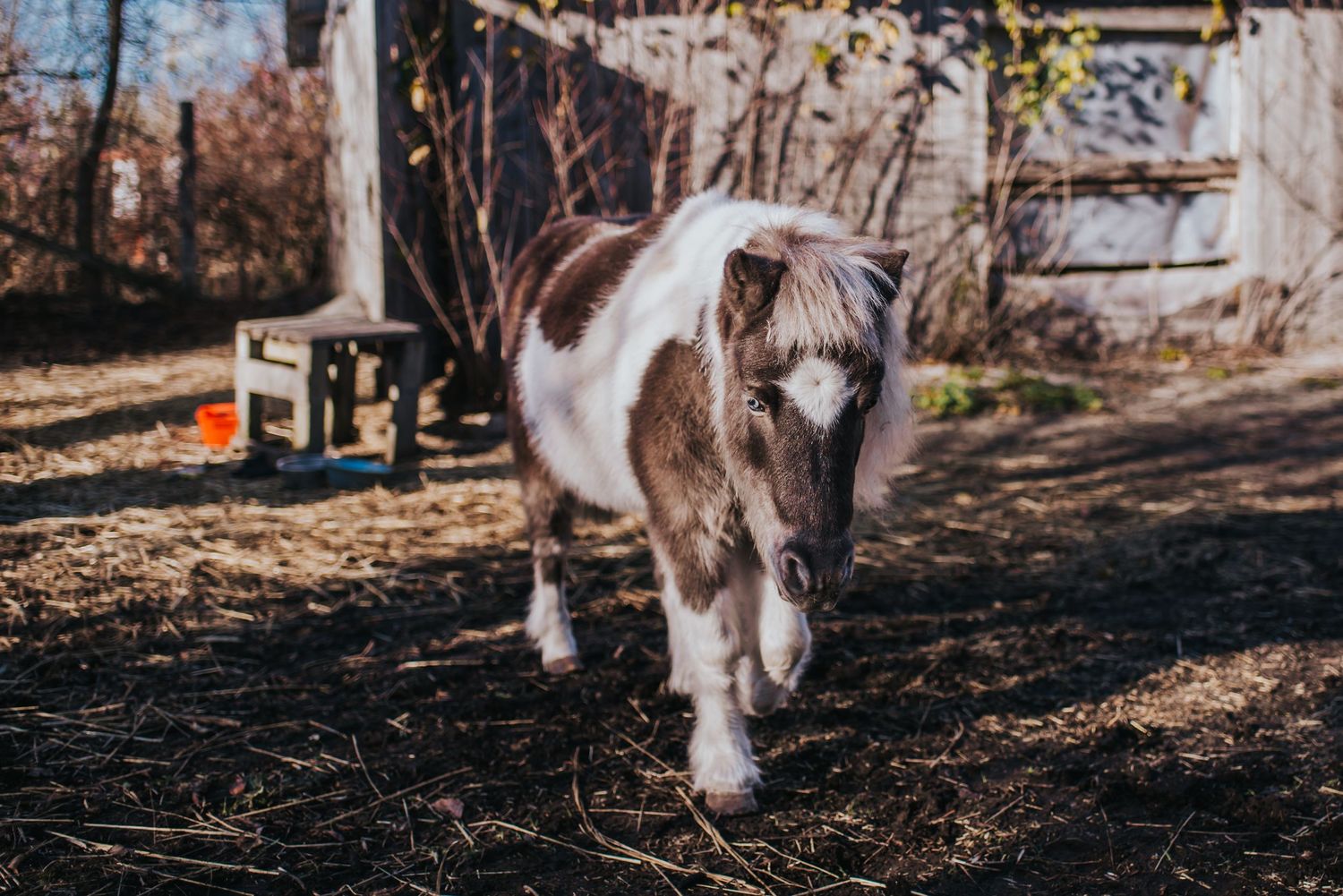A white and brown mini horse walks toward the camera.