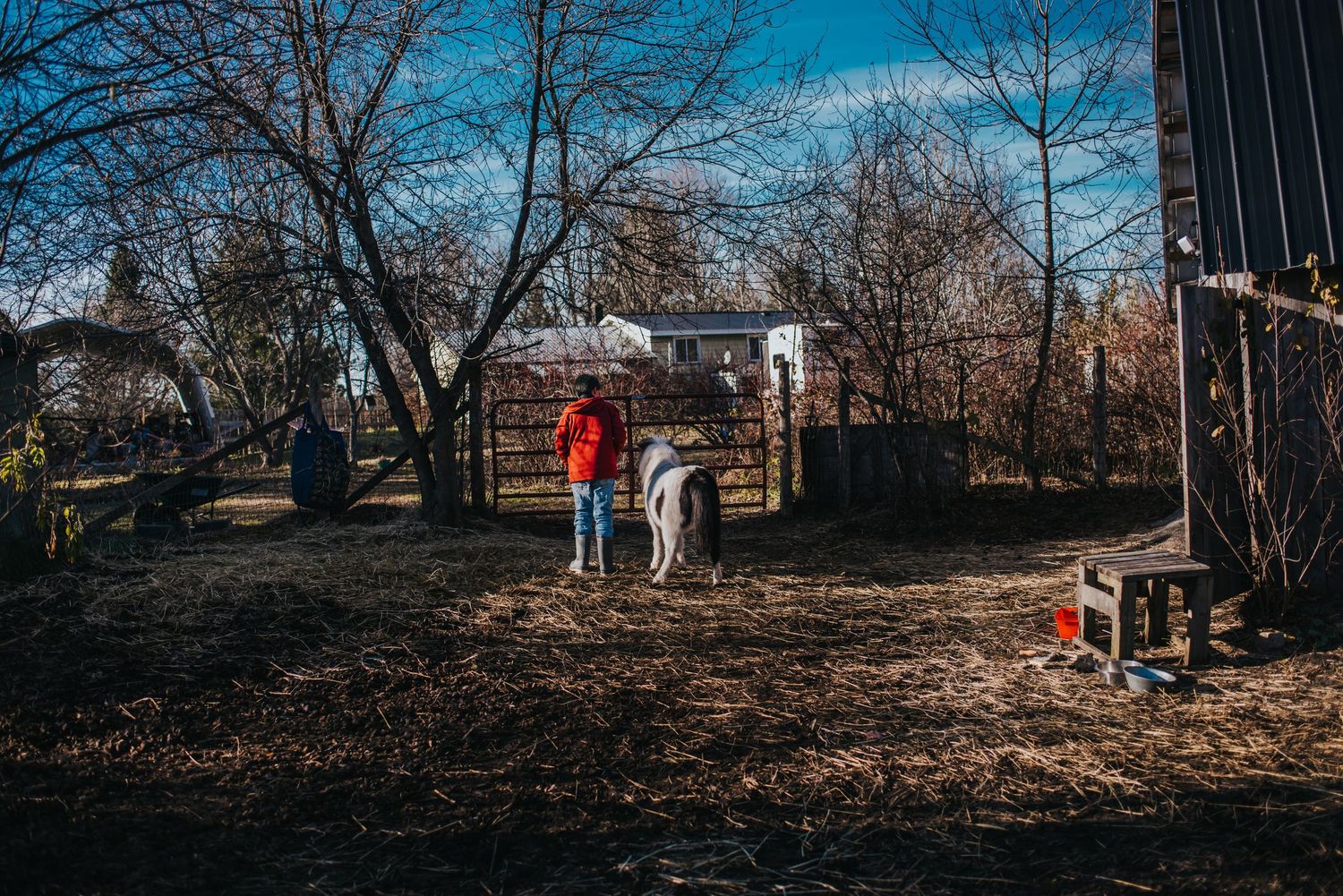 A boy in a red sweater can be seen standing beside a mini horse, both facing away from the camera.