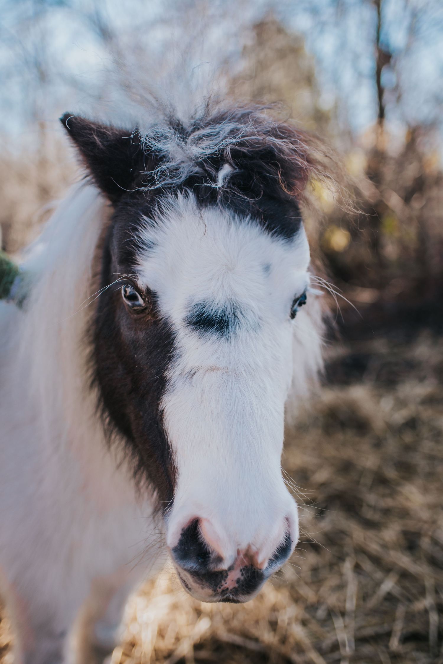 A mini horse with white hair and brown spots.