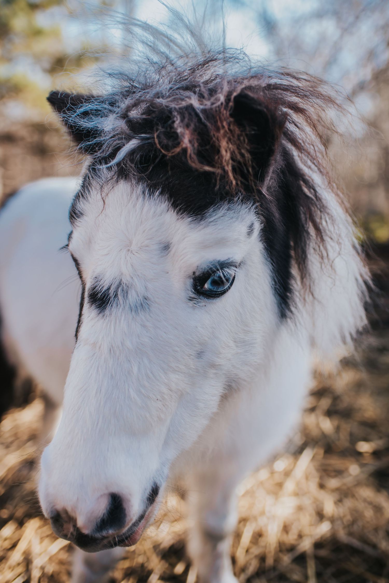 A white and brown mini horse looks down.