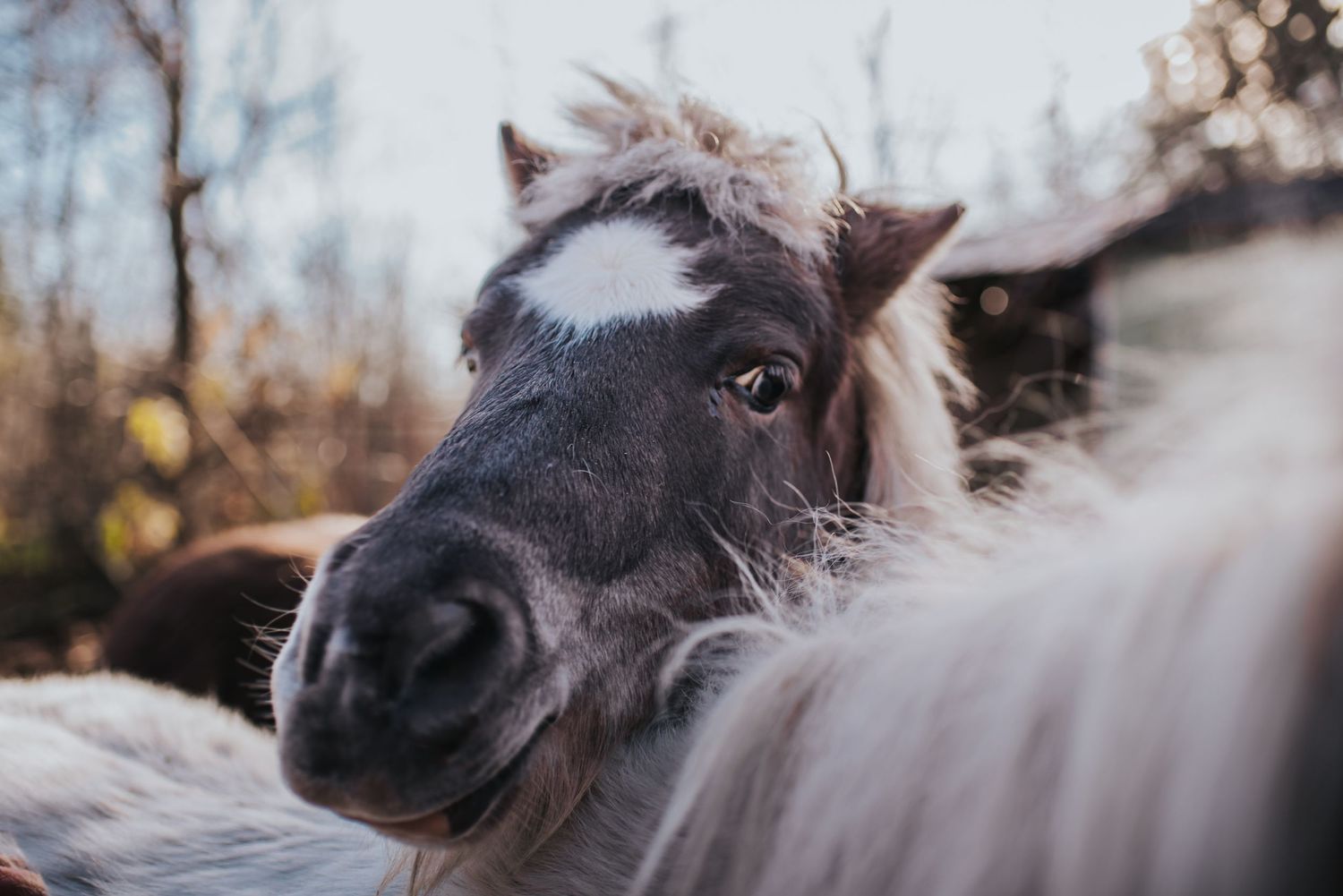 A brown mini horse puts its head overtop of and onto the back of a white mini horse.