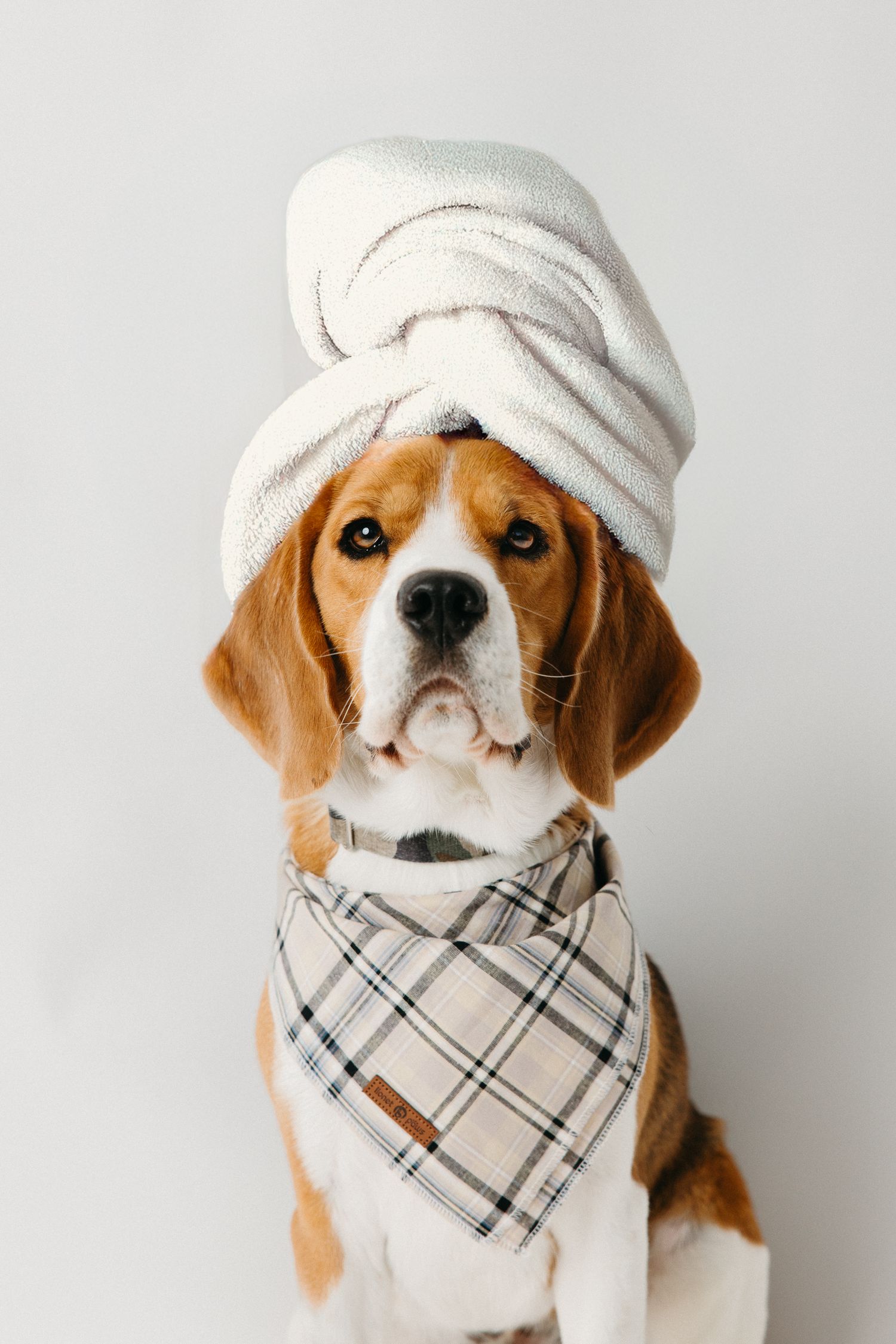 Beagle puppy wearing a white towel turban and plaid bandana against white background.